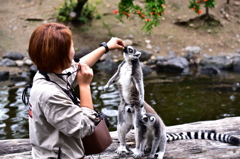 ワオキツネザル
