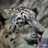 ゆきヒョウ。