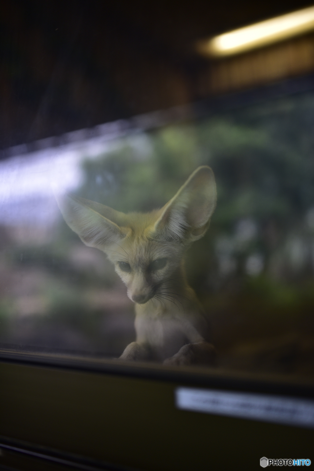 ガラス越しの・・
