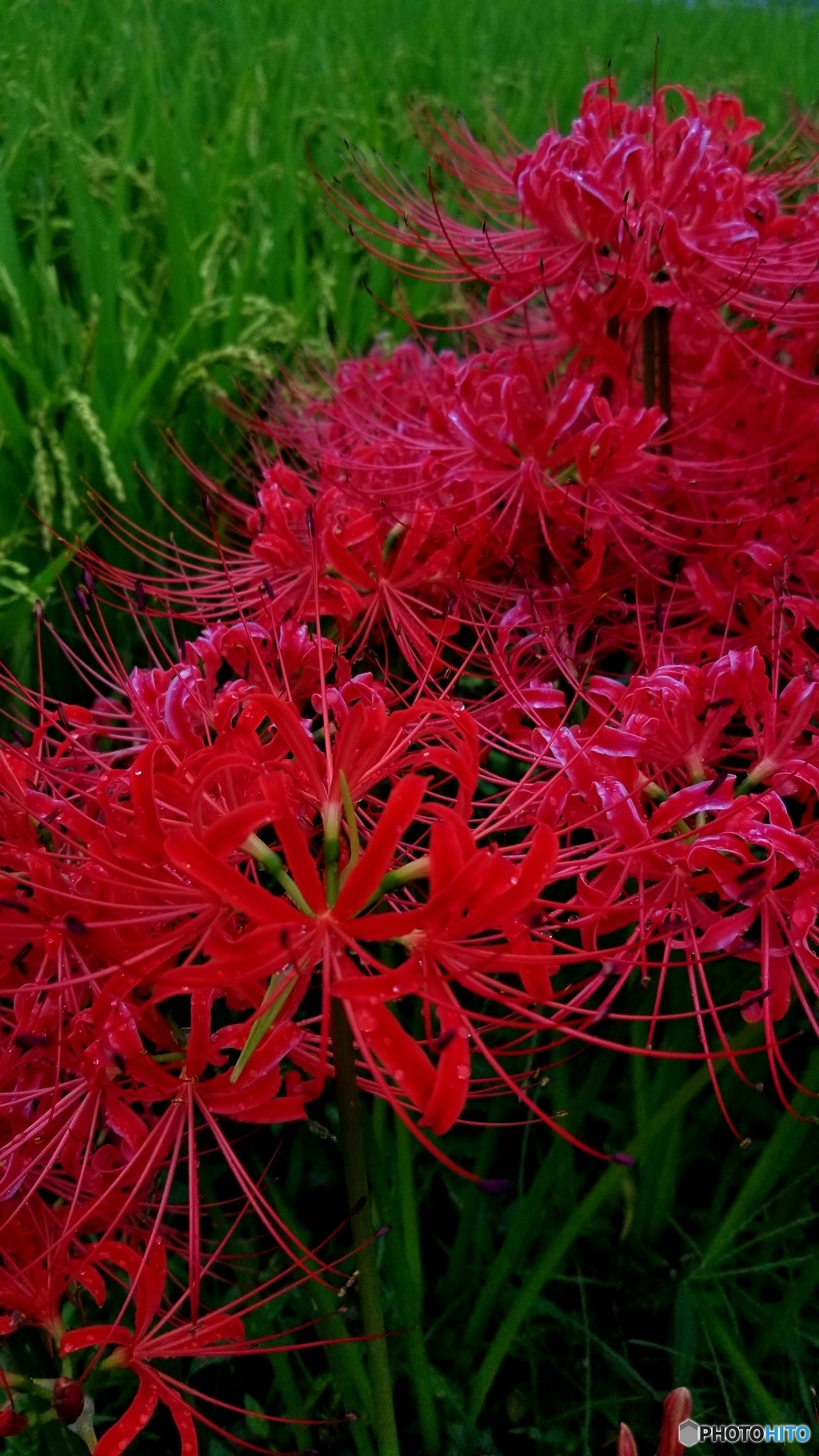曼珠沙華