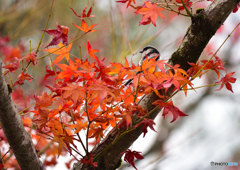 紅葉の中に