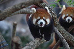 動物園