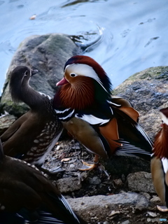 押し鳥。（間違