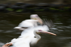 流し鳥（ペリカン）