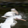 流し鳥（ペリカン）