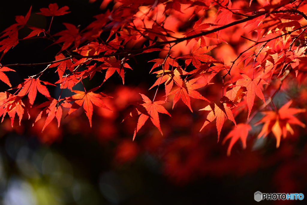 宇治川周りの紅葉