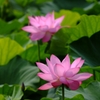 大賀ハス３