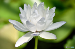 白い睡蓮