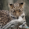 ヒョウ。