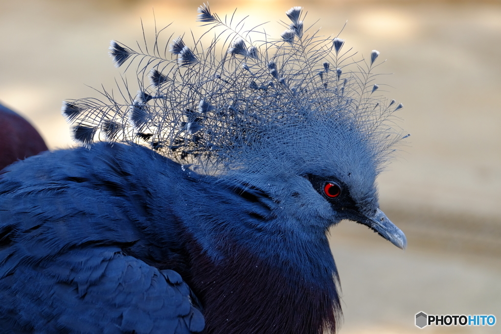 アオバト改め、オウギバト