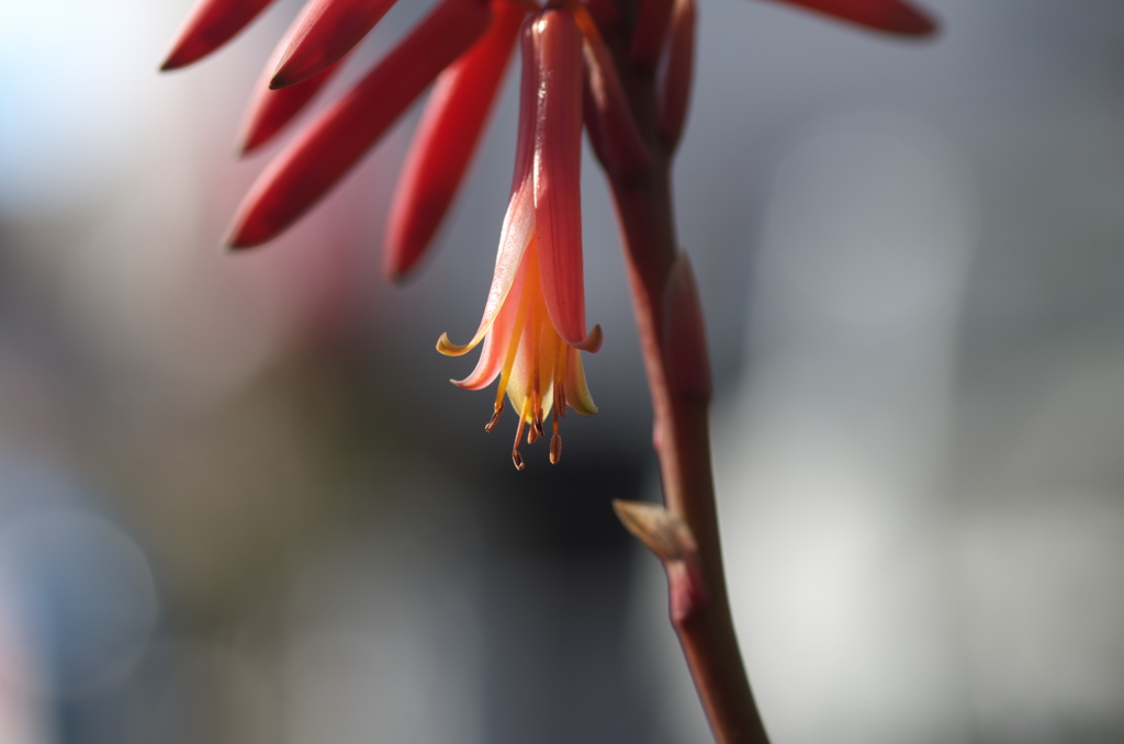 アロエの花