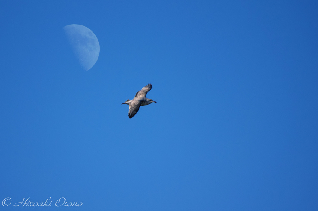 鳥と月