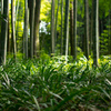 20140830_GOTENBA
