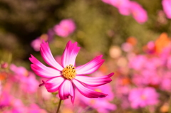 秋桜