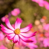 秋桜