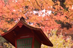 朱