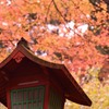 朱