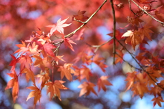 紅葉②