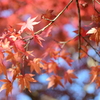 紅葉②
