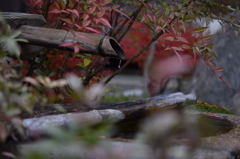 秋の水琴窟