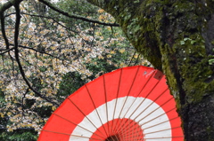 紅淡桃