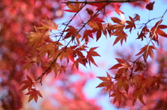 紅葉①
