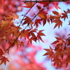 紅葉①