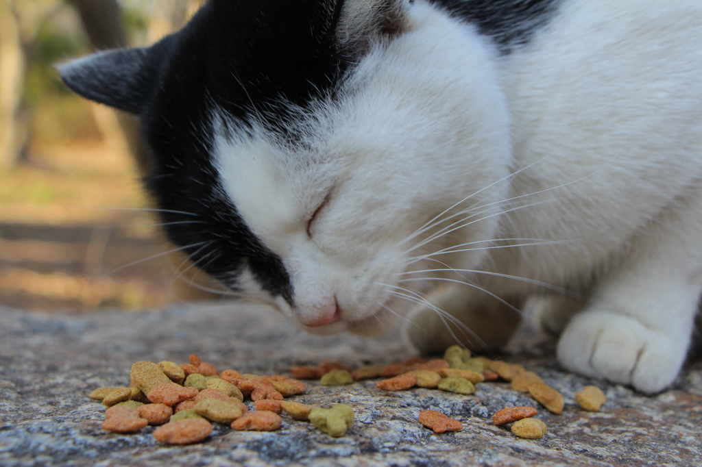 Cat in Uni３