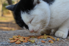 Cat in Uni３