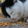 Cat in Uni３