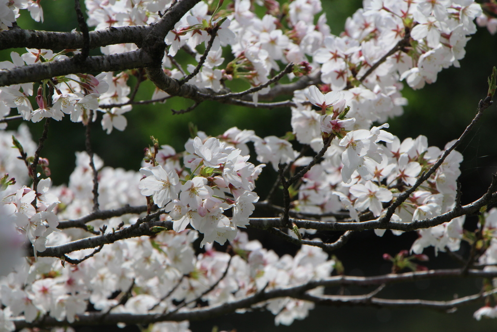 sakura