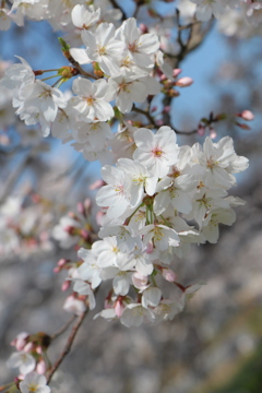 sakura