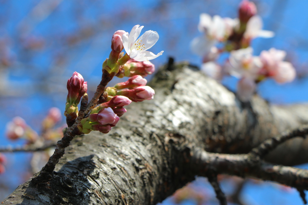 begin to bud ４