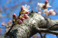 begin to bud ４
