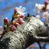 begin to bud ４