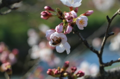 begin to bud ３