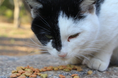 Cat in My Uni