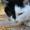 Cat in My Uni