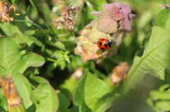 lady bird 2