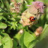 lady bird 2