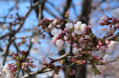 begin to bud ２