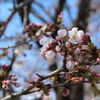 begin to bud ２