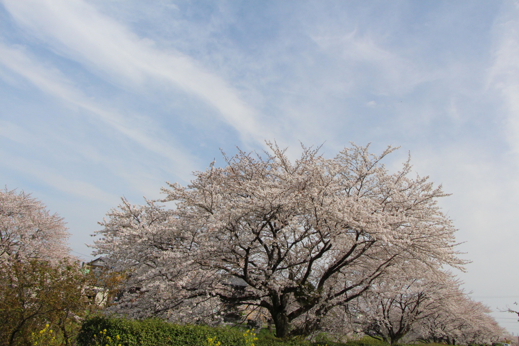 sakura