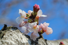 begin to bud ５