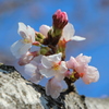 begin to bud ５