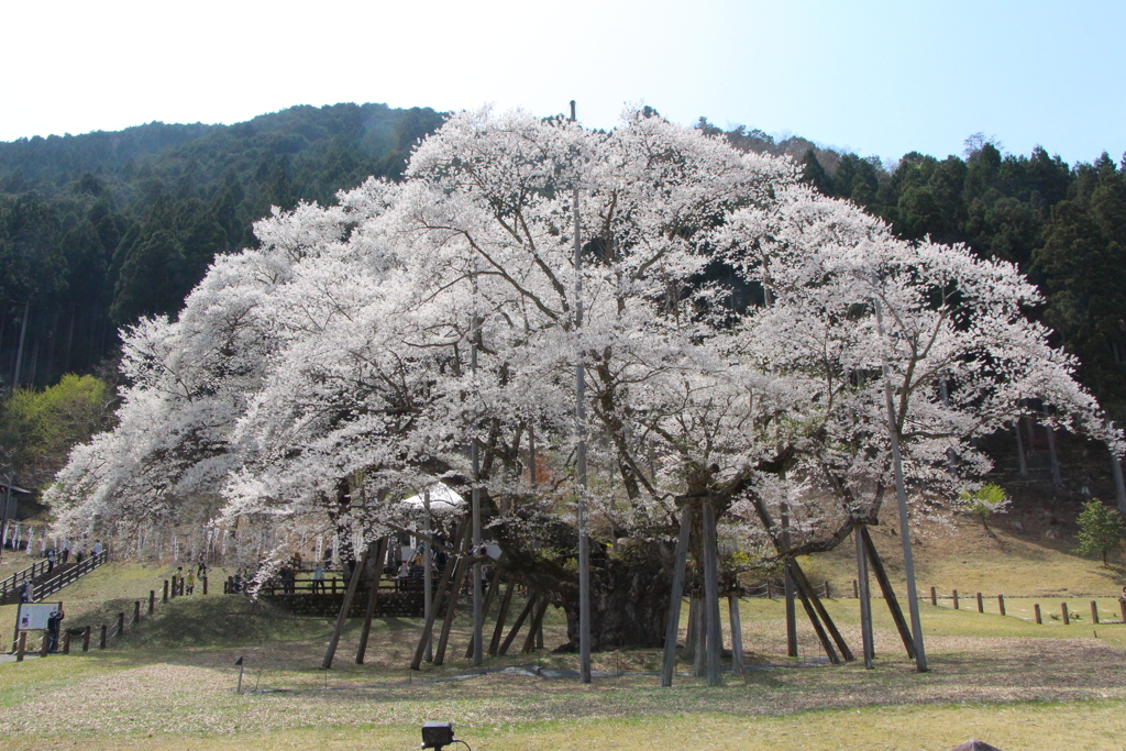 usuzumizakura