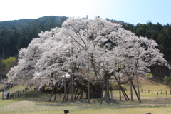 usuzumizakura