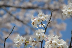 sakura