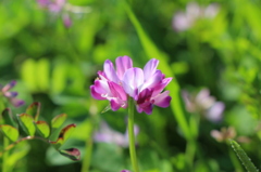 lotus flower 1