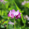 lotus flower 1